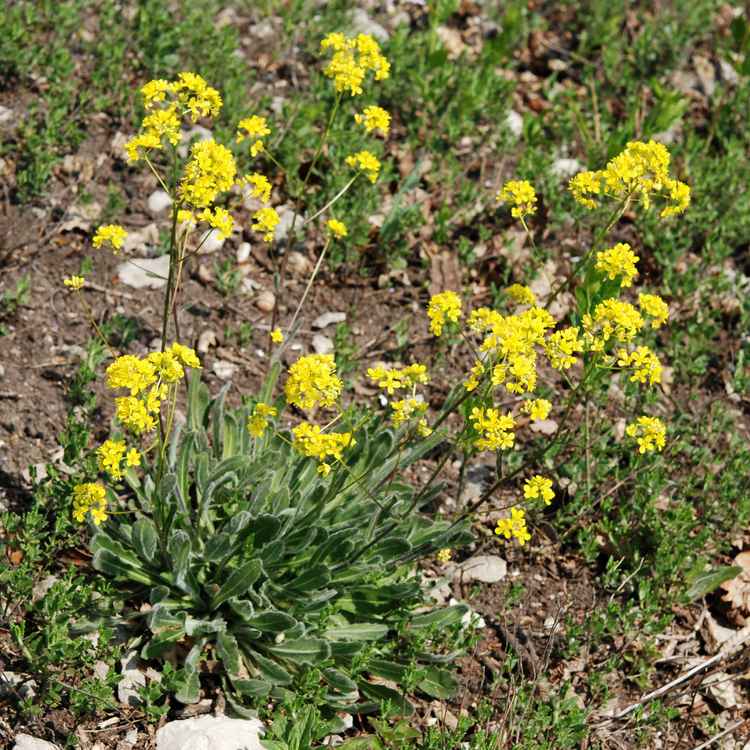 Biscutella laevigata copier