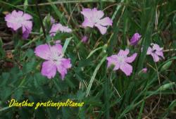 Dianthus-gratianopolitanus