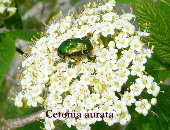 21 Cetonia-aurata---Copie.jpg