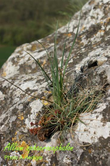 Allium sphaerocephalon