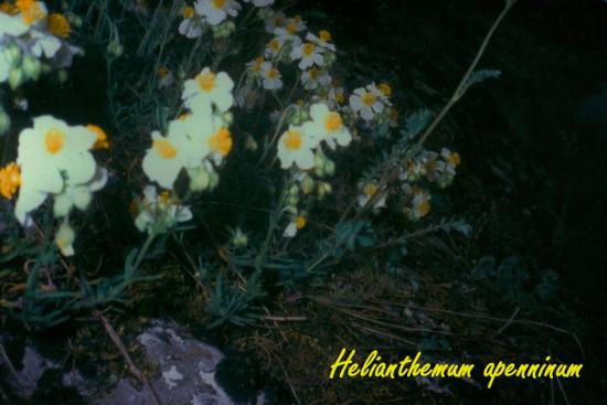 Helianthemum apenninum