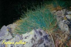 Festuca pallens