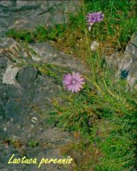 Lactuca perennis