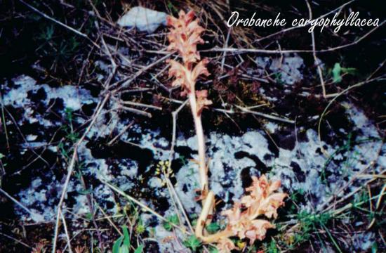 13 Orobanche-car-red.jpg