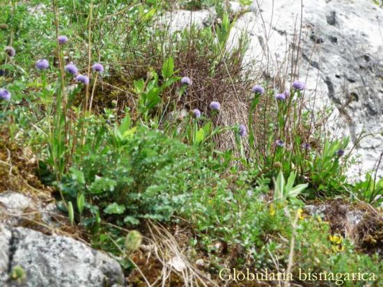 Globularia bisnagarica