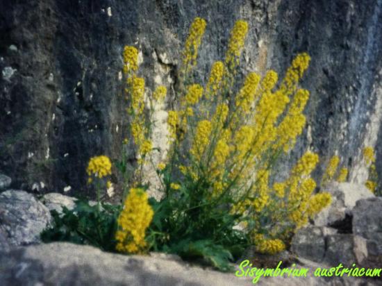 Sisymbrium austriacum