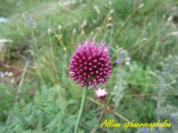 Allium sphaerocephalon