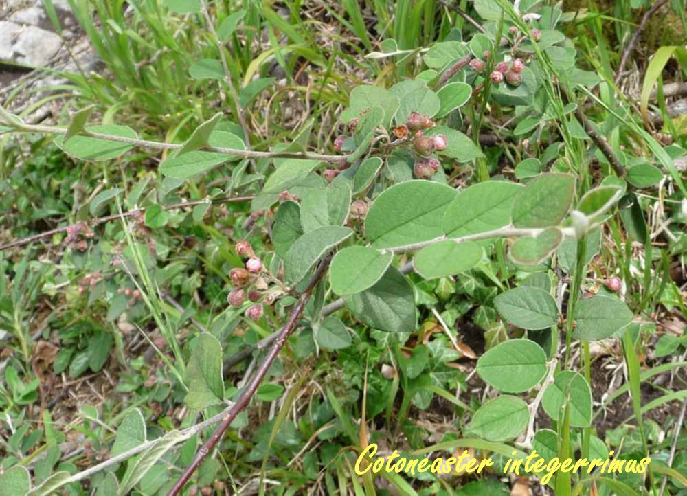 10 cotoneaster-integerrimus-1.jpg
