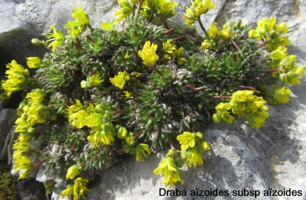 14 Draba aizoides subsp aizoides 1024x768 1