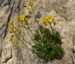 Draba aizoides