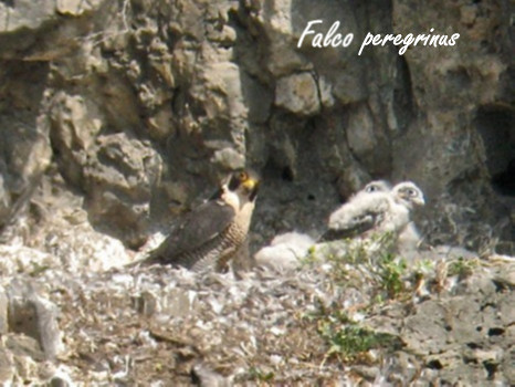 30-Falco peregrinus