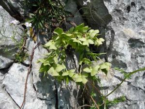 Hellebore foetide