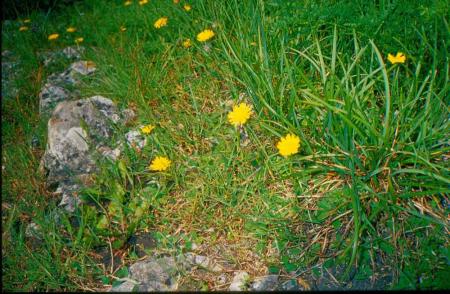 hieracium-pilosella.jpg