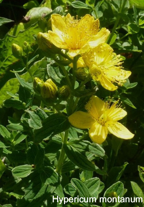 Hypericum montanum