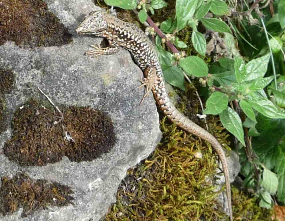 Lézard des murailles