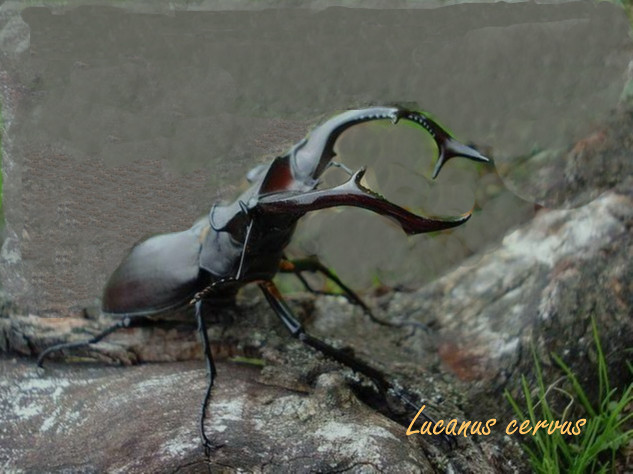 20 -Lucanus cervus copie