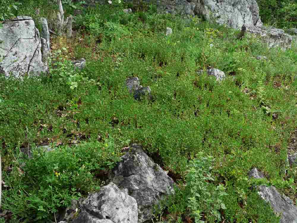 Proli teucrium chamad