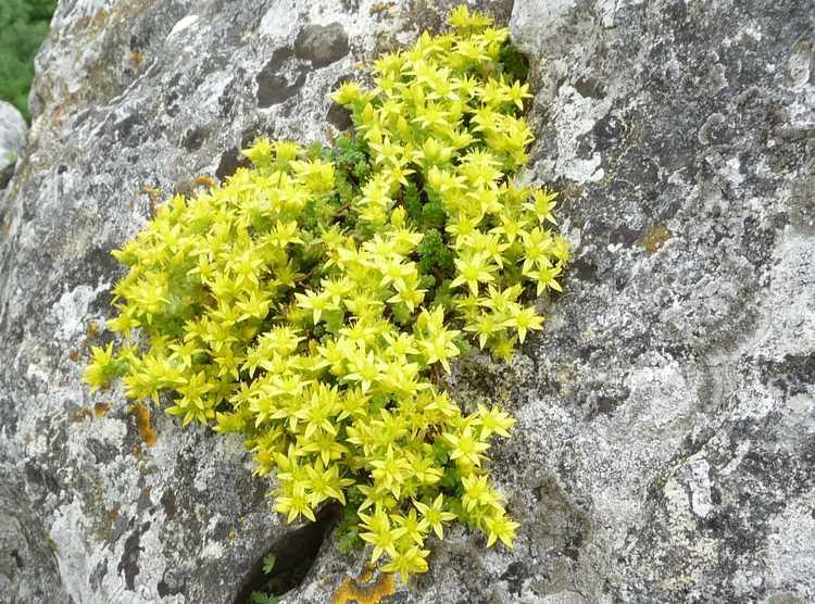 Sedum acre 10