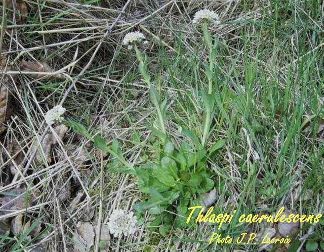 09 thlaspi-caerulescens.jpg